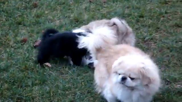 My Puppy Family (3) смотреть онлайн