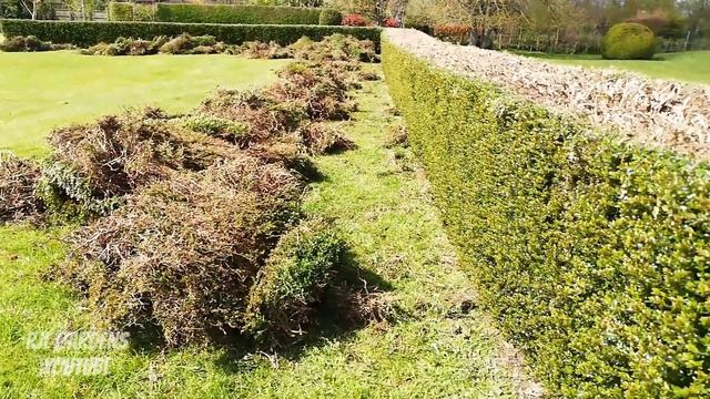 Trying To SAVE this Lonicera Nitida HEDGE from Dieback смотреть онлайн