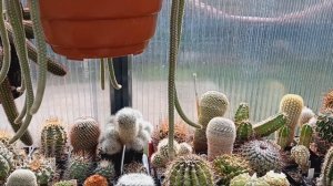 Паутинный клещ на кактусах.Чем опрыскиваю растения?Офтальмофиллумы.Литопсы.Динтерантусы.Кактусы.