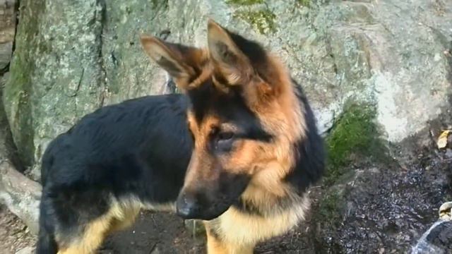 Охранные свойства молодой немецкой овчарки смотреть онлайн