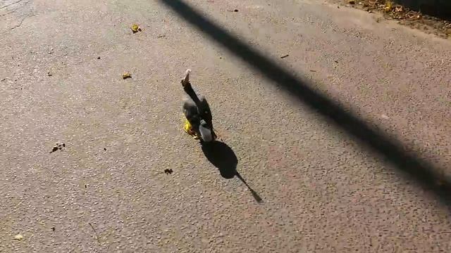 Birthday funny pigeon / у голубя день рождения смотреть онлайн