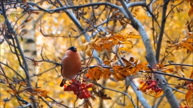 Путешествие в лес смотреть онлайн