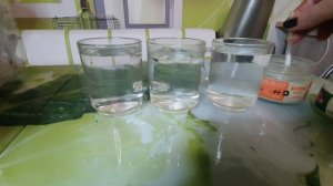 Как проверить корову на стельность//Тест на молоке народный способ//How to check a cow for pregnanc