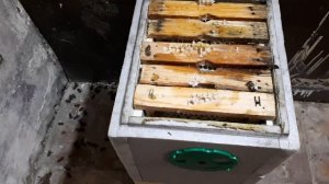 Эксперимент!Зимовка пчел в облетнике! часть 1