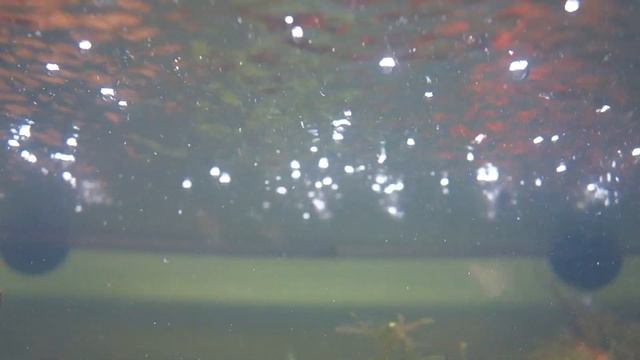 Запуск 100 литрового аквариума. Азотный цикл. Слизь. И много другого.