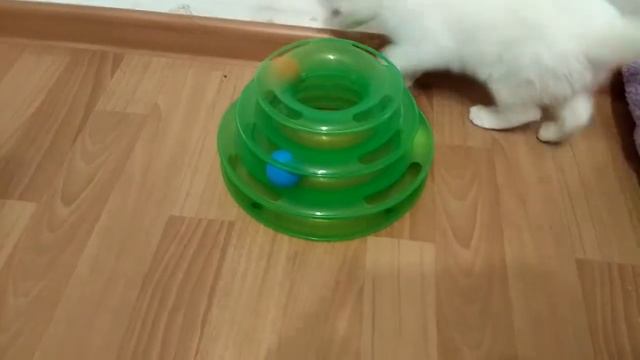 Белый котенок