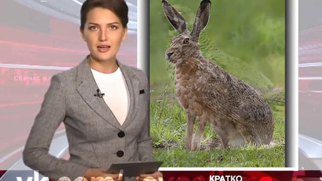 Сейчас в городе (25.08.2015) смотреть онлайн