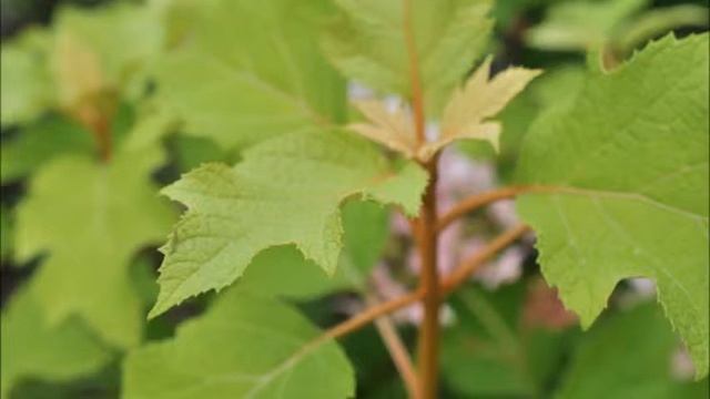 Plants You Will Like Hydrangea quercifolia 'Pee Wee' смотреть онлайн