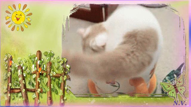 видео приколы, смотреть смотреть онлайн