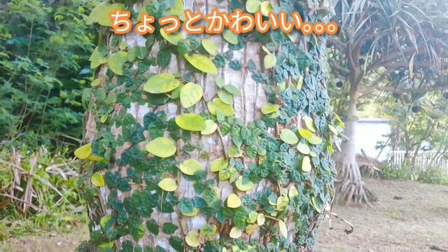 壁面緑化ならぬ幹面緑化！？【オオイタビ】に覆われたヤシの木 смотреть онлайн