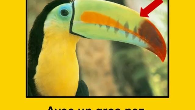 Животные на французском - Avec un gros nez par Alain Le Lait смотреть онлайн