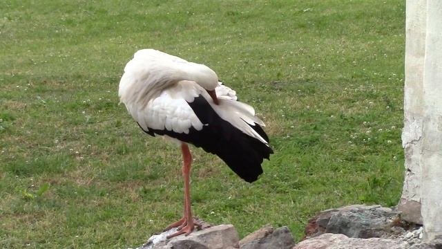 Аист занимается чисткой перьев. смотреть онлайн