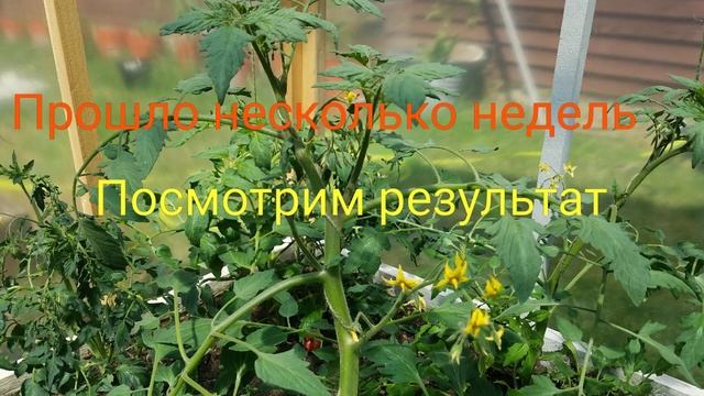 Какие пасынки оставлять на ТОМАТАХ / РЕЗУЛЬТАТ ЭКСПЕРИМЕНТА смотреть онлайн