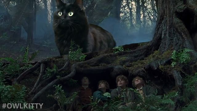 Lord Of The Rings + My Cat
