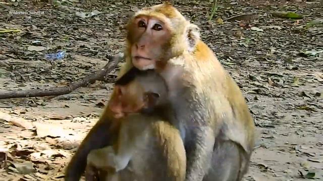 MG! Pitiful Cody Try Hard To Get Milk From Mom... Cody Much Hunger Milk