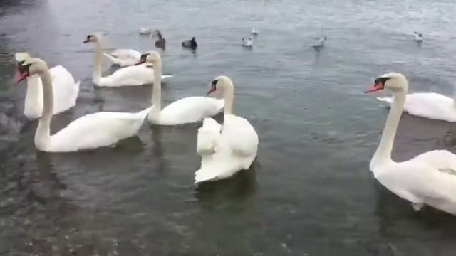 Молодость и старость встретились.... ?♀️?♂️ (Автор Жанна Бабаханова) смотреть онлайн