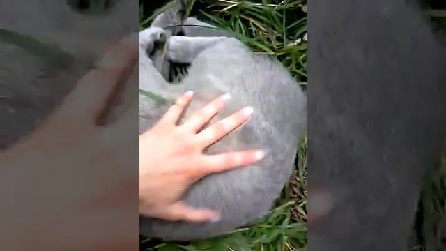 очень ласковый британский кот смотреть онлайн