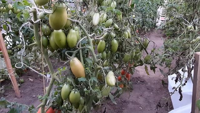 Фляшентомат и Ниагара. Урожай 2020 года. смотреть онлайн