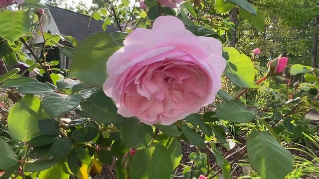 More roses blooming and Proven Winners plant unboxing! смотреть онлайн