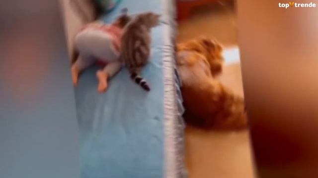 Посмотрите! Животные Защищают Своих Хозяев смотреть онлайн