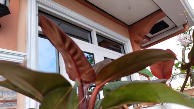 PHILODENDRON SUN RED | PHILODENDRON PRINCE ALBERT | PHILODENDRON VARIETIES | PHILODENDRON IDs