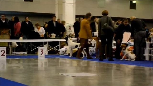 VIII Национальная выставка НКП Пойнтер смотреть онлайн