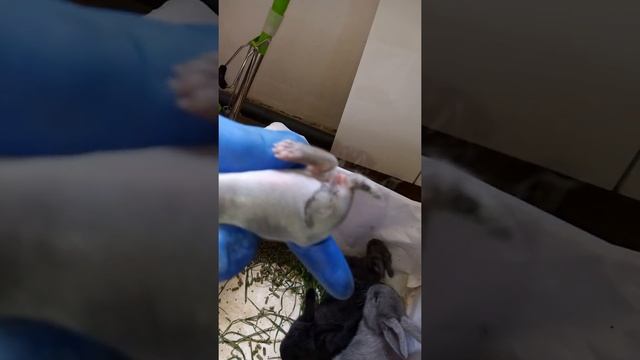 Крольчиха жрет своих крольчат после недели порода,остаются одни головы это просто жесть. смотреть онлайн