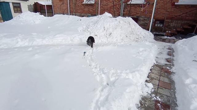 A Snowflake and a Snowman - Cold and Cute Adventures смотреть онлайн