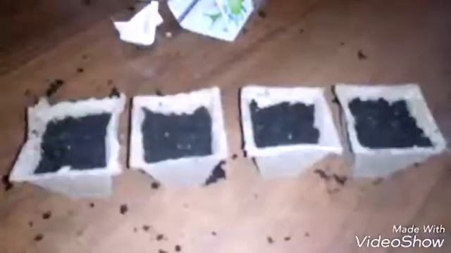 Акция плантация в ленте. ( базилик‚ огурец). смотреть онлайн