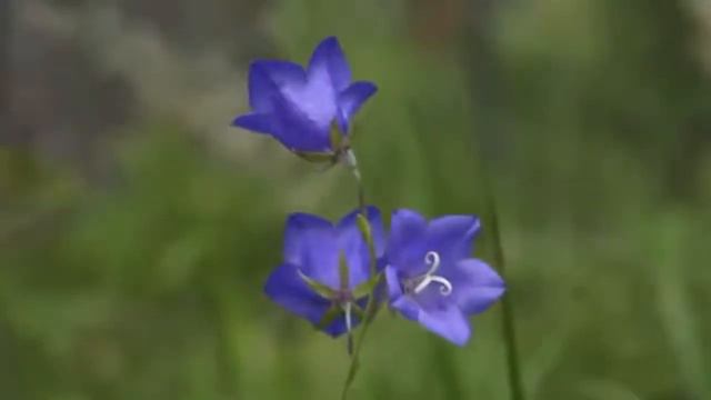 Об искреннем отношении. Тихон Задонский смотреть онлайн