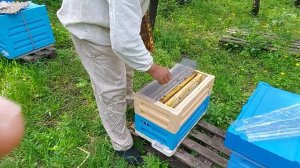 Как сделать однорамочный отводок на неплодную матку!