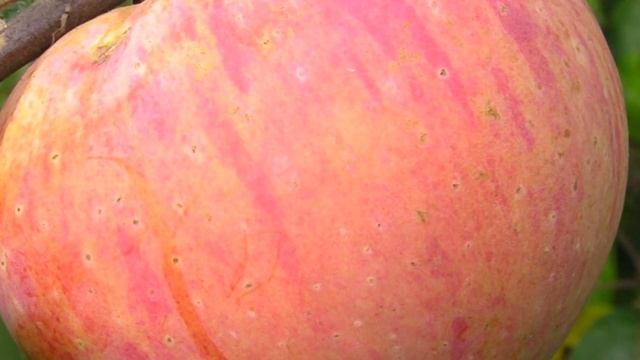 Сорт яблони Шаропай смотреть онлайн