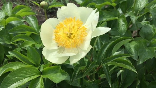 Пион CLAIRE DE LUNE/Клэр Дэ Люн смотреть онлайн