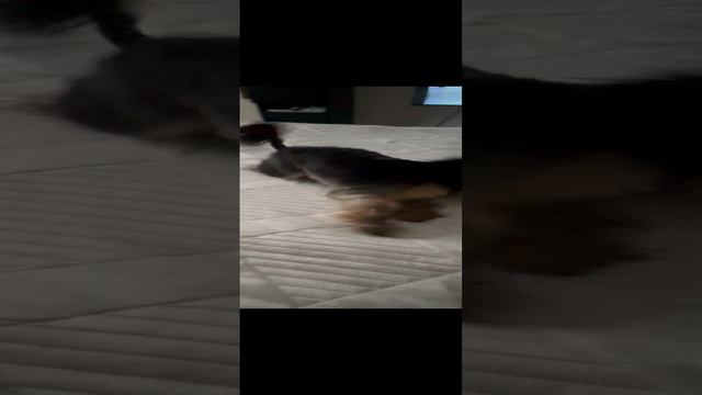 НАШ ЙОРК ЧАРОДЕЙ ЧУДИТ 🤣🤣