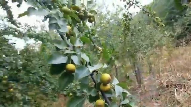 груша дичка смотреть онлайн