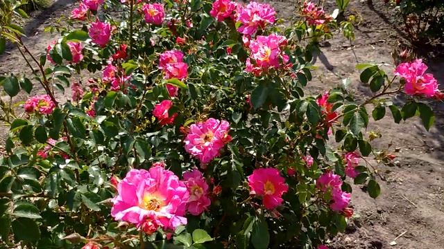 Плетиста троянда Баяццо ?? смотреть онлайн