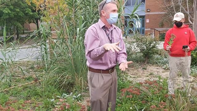 Crassulaceae - Hylotelephium spectabile 'Autumn Joy' смотреть онлайн