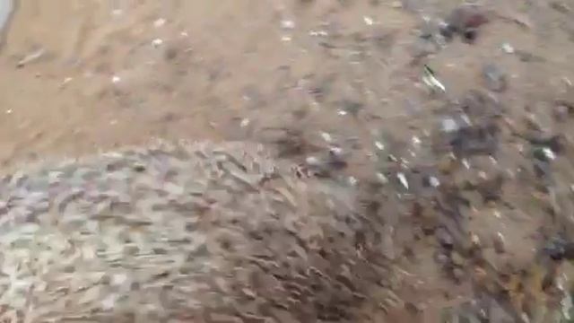 Ежа кушает ягодки смотреть онлайн