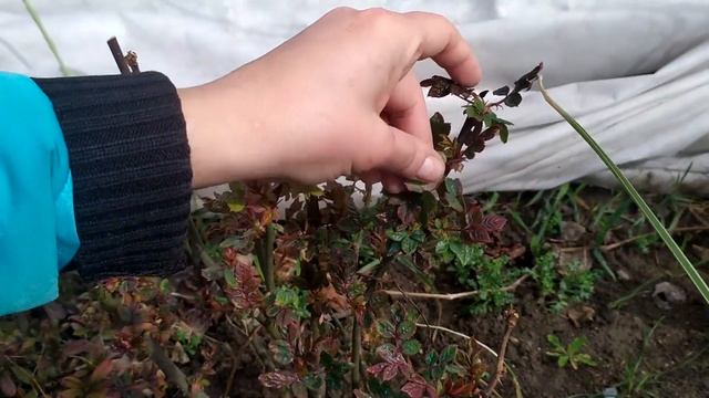 СЕКРЕТЫ УХОДА ЗА РОЗАМИ РАННЕЙ ВЕСНОЙ. ОСОБЕННОСТИ ПРИМЕНЕНИЯ ЗОЛЫ И АЗОТНЫХ УДОБРЕНИЙ. смотреть онлайн