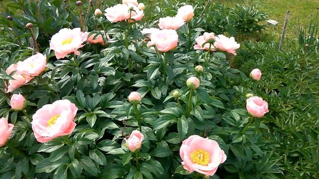 Peony 2017, Salmon Dream, Пионы год 17й, Салмон Дрим смотреть онлайн