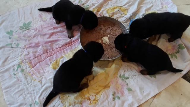 Щенки немецкой овчарки 21день первый прикорм смотреть онлайн