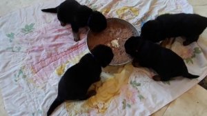 Щенки немецкой овчарки 21день  первый прикорм