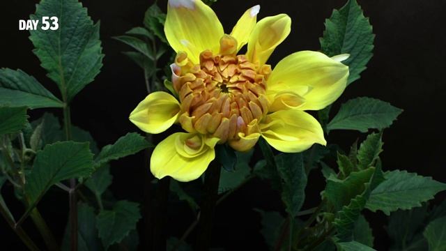 Dahlia Flower Growing Time Lapse - Tuber To Bloom (90 Days) смотреть онлайн