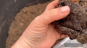 Гортензии из коробки (с магазина)