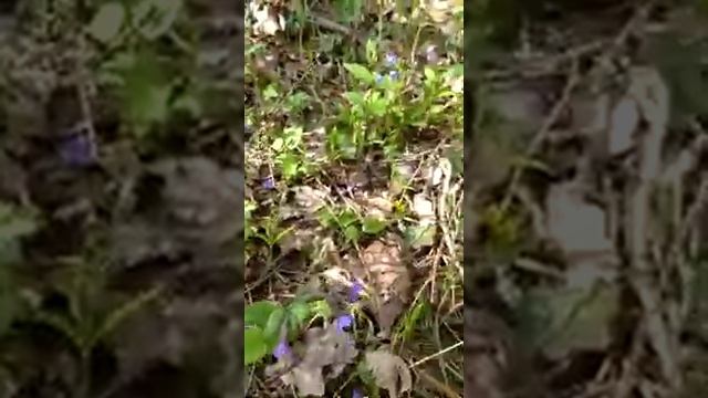 МЕДУНИЦА.mp4