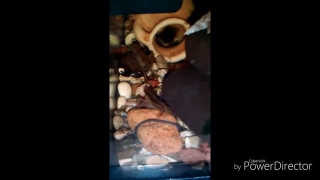 Луизианский карликовый рак (Cambarellus shufeldtii) смотреть онлайн