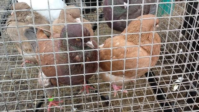 Кропоткин / 28.02.2021. / Ярмарка птиц и животных. [ 1 часть ]