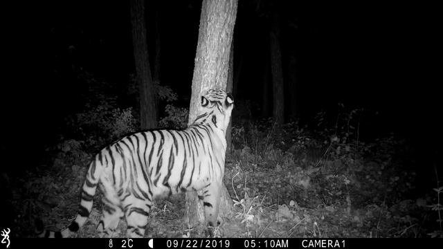 Светлая на своем участке в заказнике "Журавлиный", ЕАО смотреть онлайн