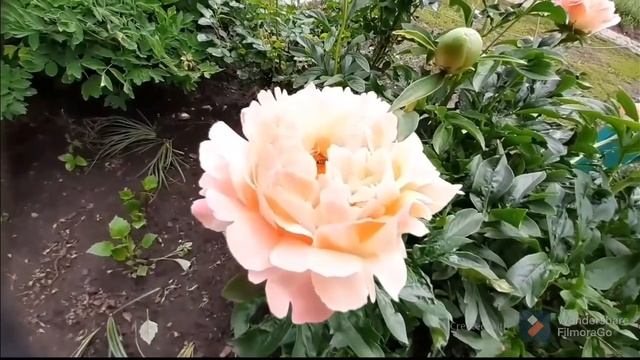 КОРАЛЛОВЫЙ ПИОН 2020 год КОРАЛ ШАРМ.CORAL CHARM смотреть онлайн