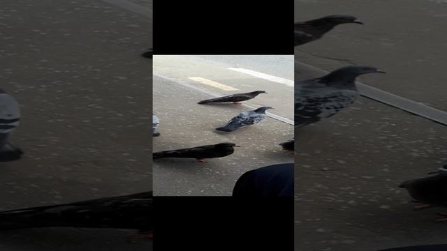 Подмосковные голуби.mp4